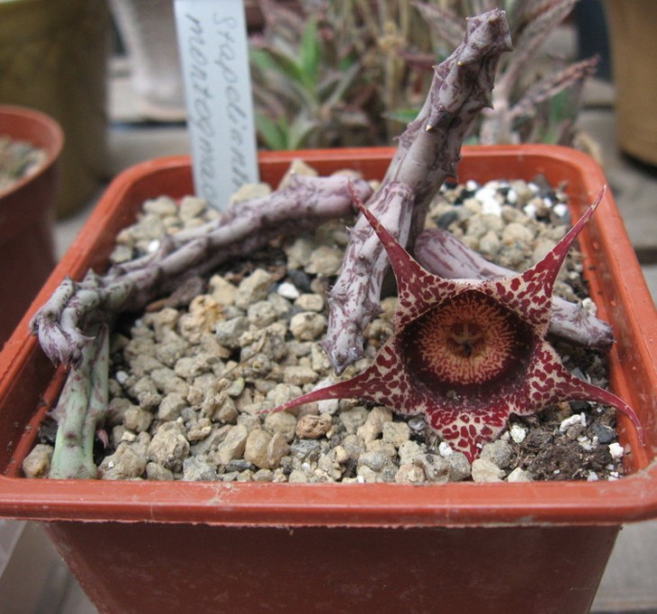 Stapelianthus montagnachii (2).JPG