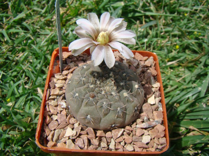 Gymnocalycium obductum