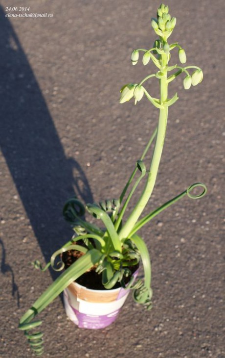 Albuca spiralis.JPG