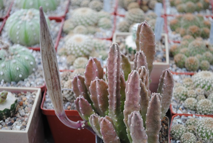 DSC_8710.JPG