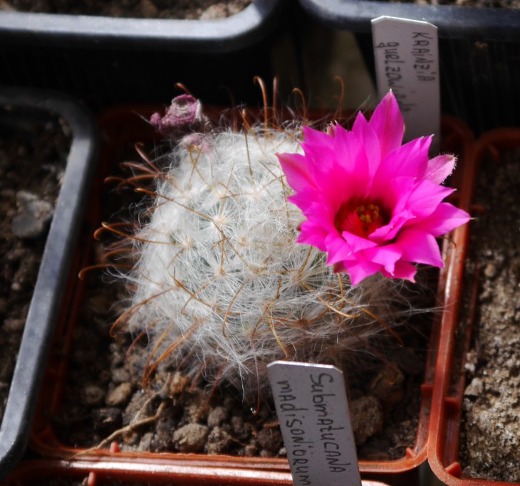 Mammillaria (Krainzia) guelzowiana