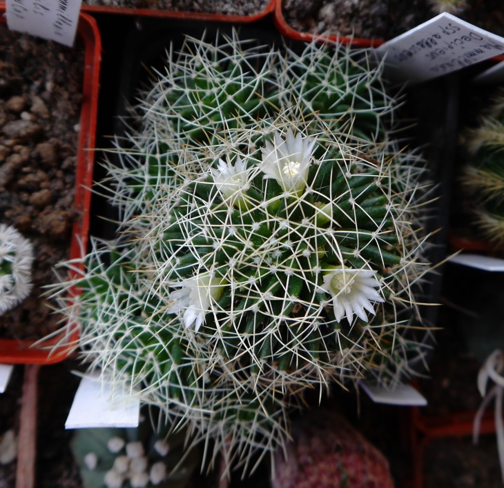 Mammillaria camptotrica tip.3