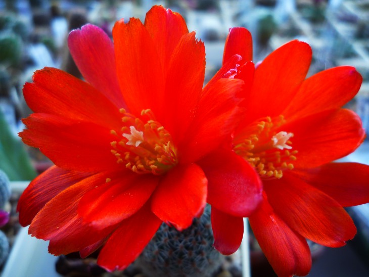 Rebutia heliosa v.solisioides RH1024.