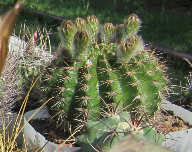IMG_5576k Echinopsis kermesina.jpg