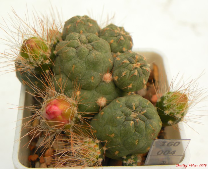 Puna subterranea