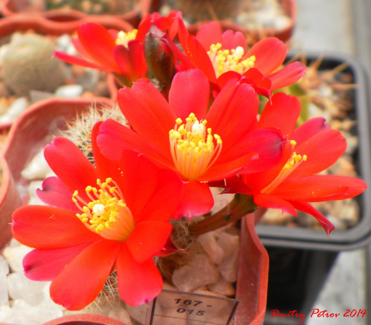 Reb. spegazziniana 'occidentalis' RH313