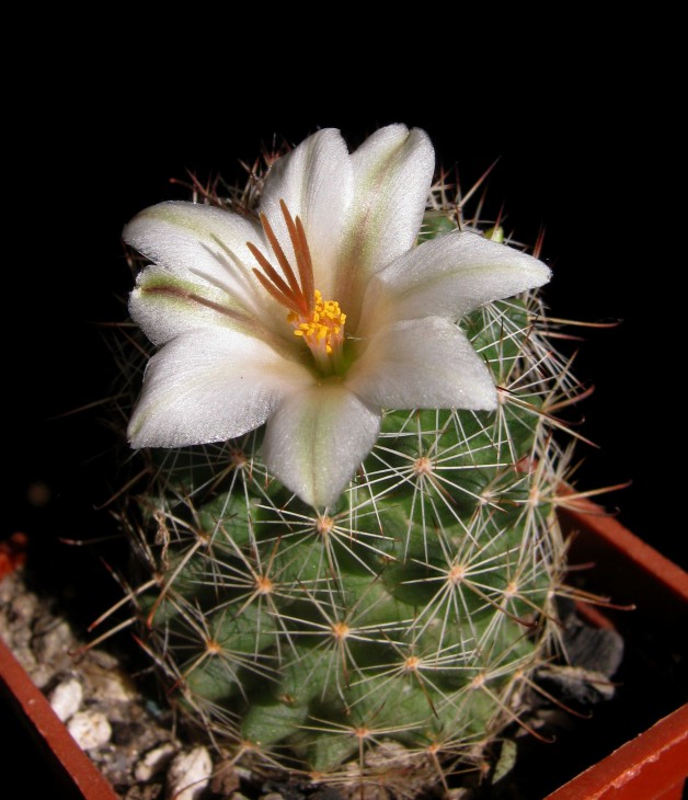Mammillaria  louisae