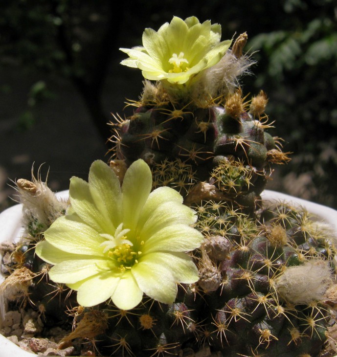 Frailea grahliana