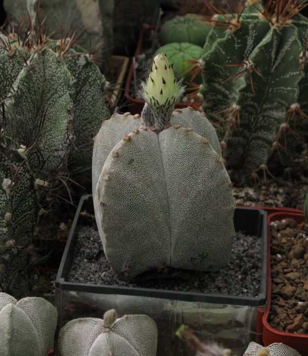 A.myriostigma v.quadricostatum