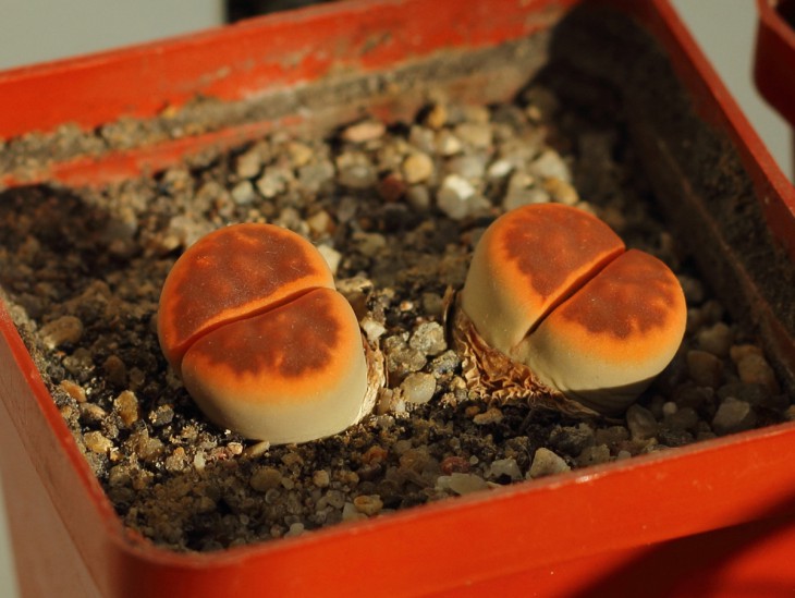 karasmontana  &quot;summitatum&quot;