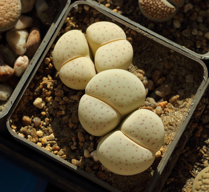 Dinteranthus vanzilii