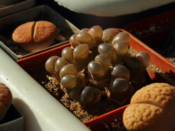 Ophthalmophyllum praesectum