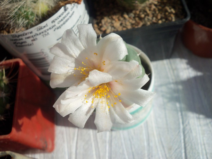 Turbinicarpus lophophoroides