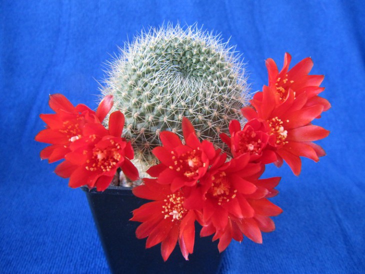 Rebutia calliantha