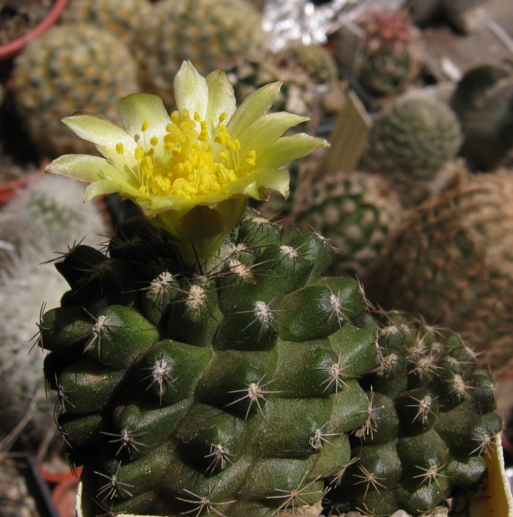 Copiapoa echinus