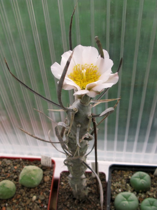 Tephrocactus articulatus v. diadematus