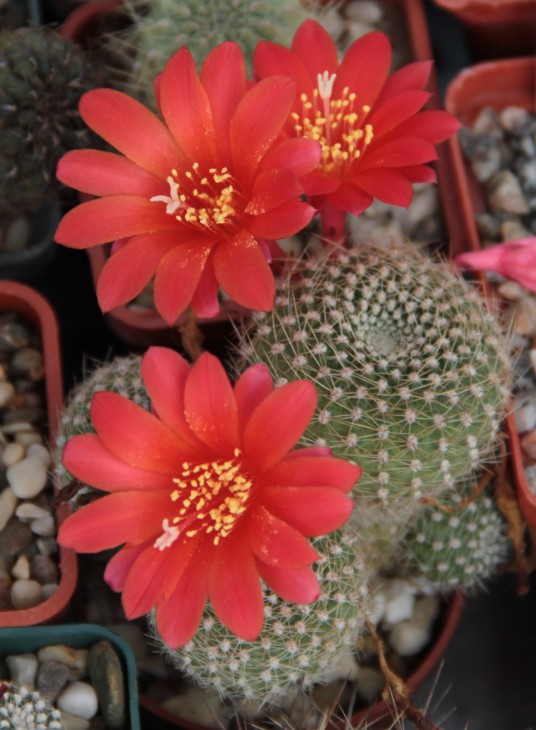 Rebutia sp