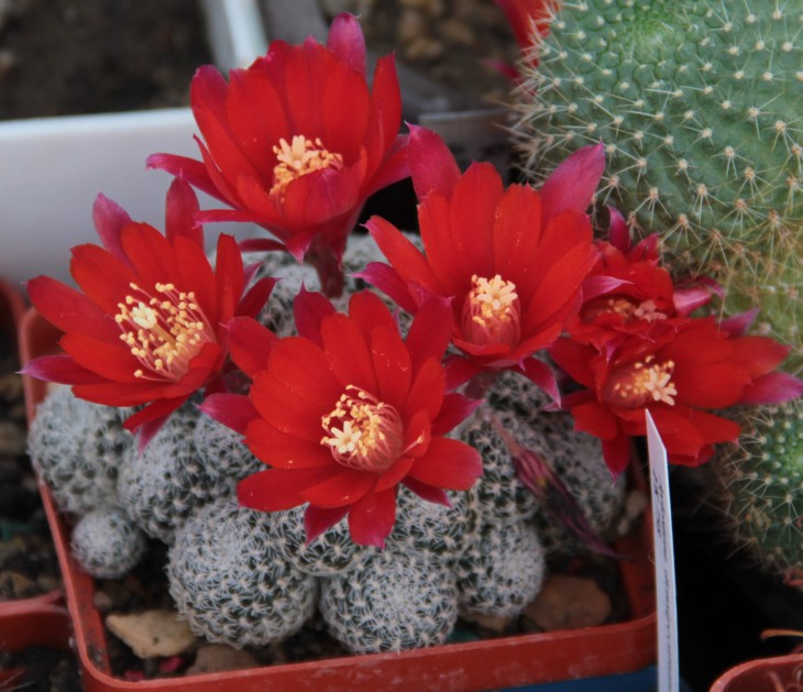 Rebutia albopectinata