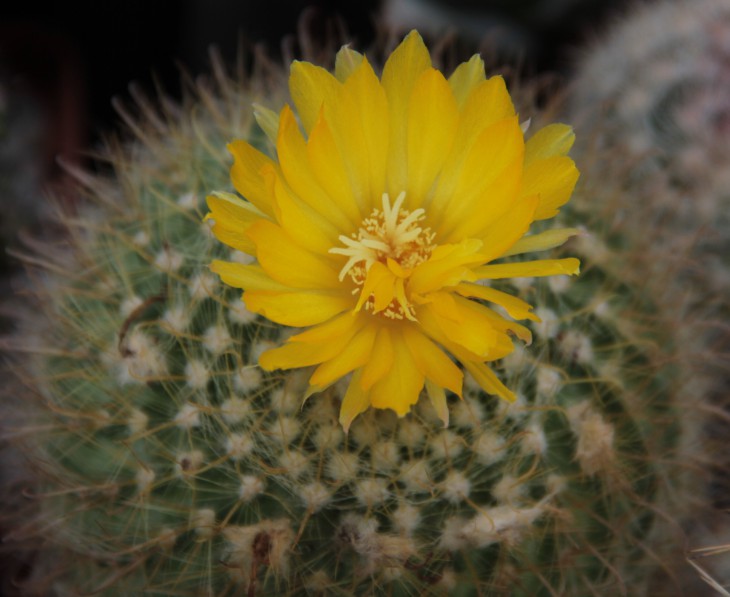 Parodia mutabilis