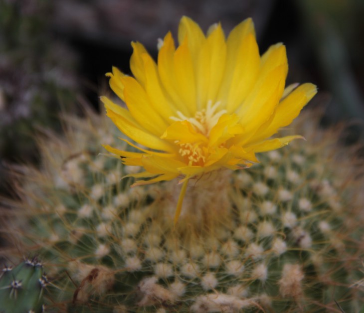 Parodia mutabilis1.JPG