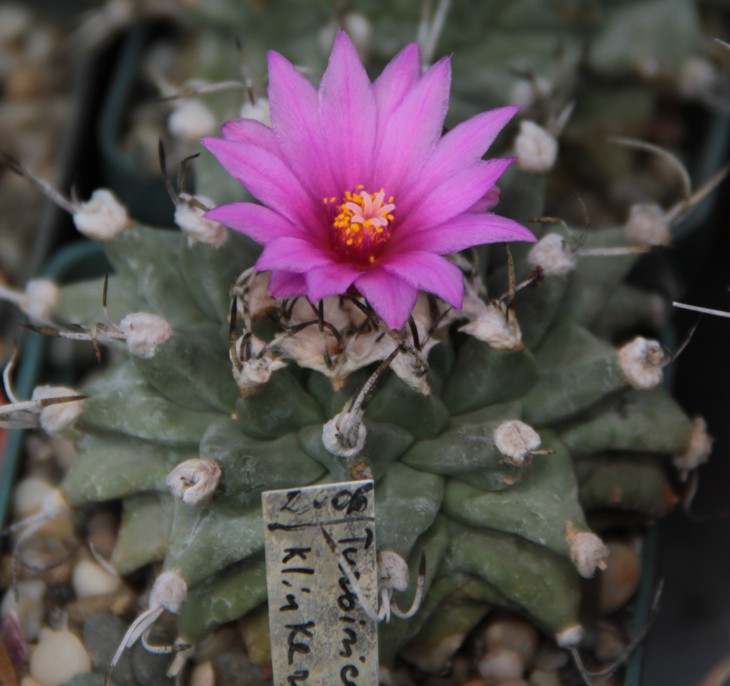 Turbinicarpus alonsoi
