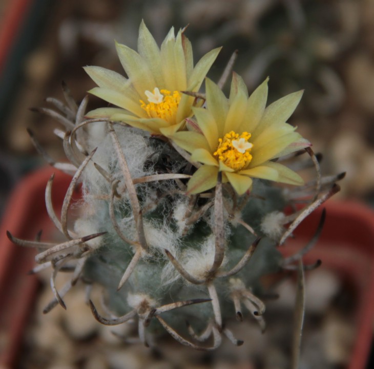 Turbinicarpus flaviflorus