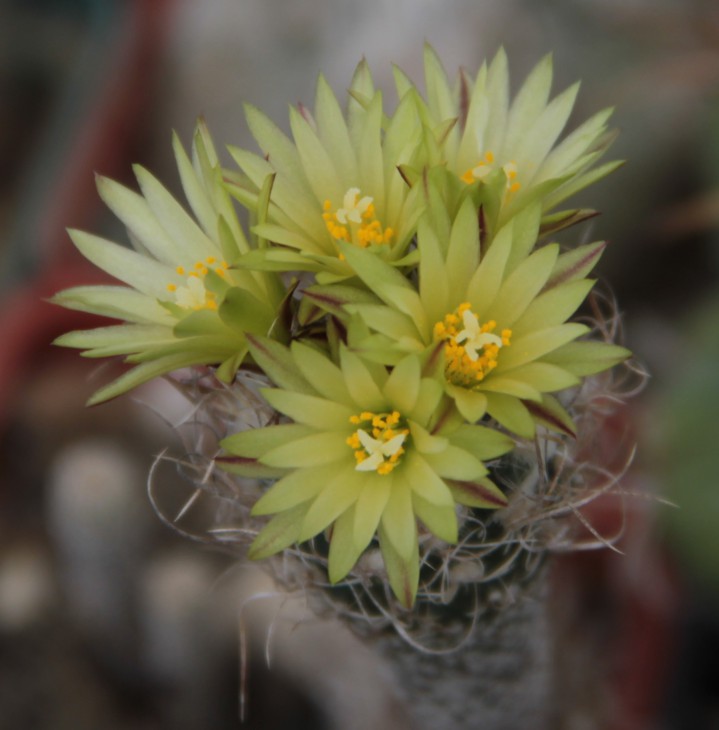 Turbinicarpus krainzianus v. minimus