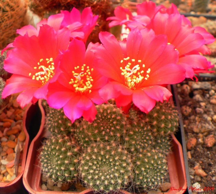 Rebutia sp. 'carmina'