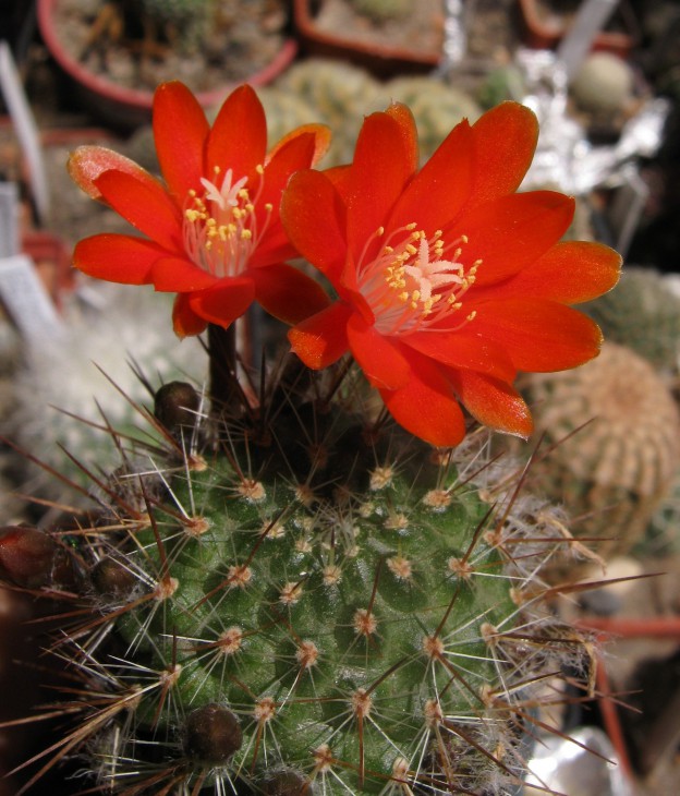 Rebutia nitida.jpg
