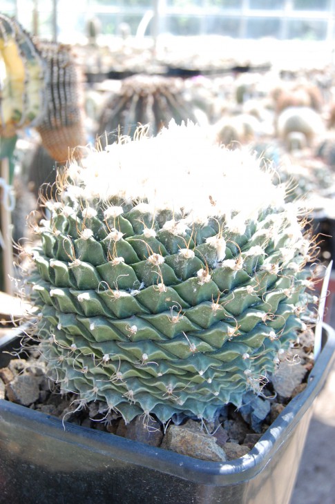 Obregonia denegrii