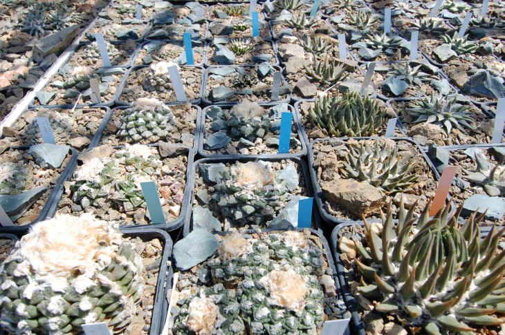 Ariocarpus