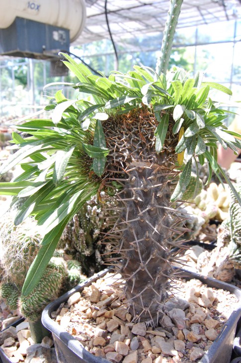 Pachypodium sp. (cristata)