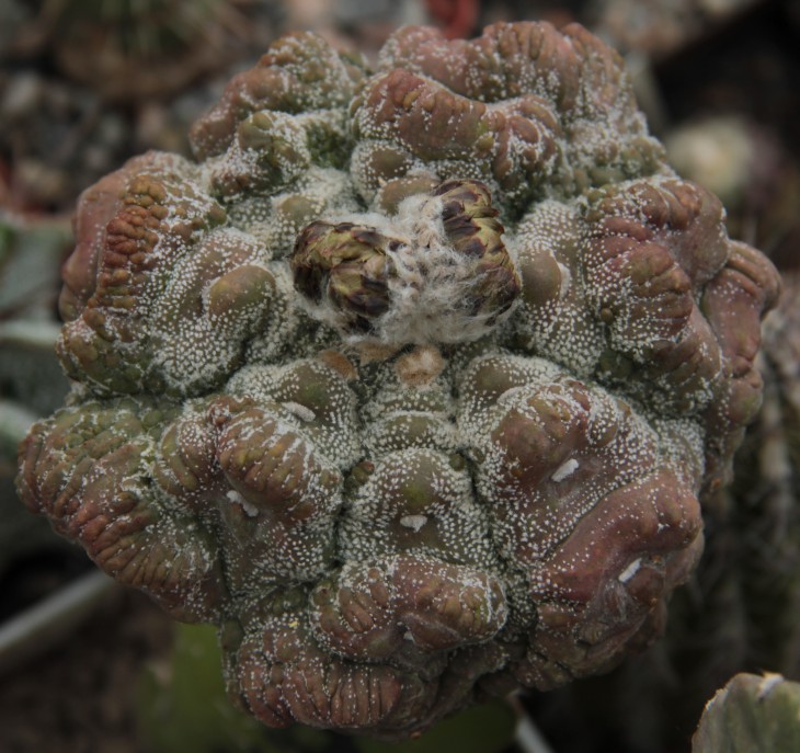 A. asterias Godzilla.JPG