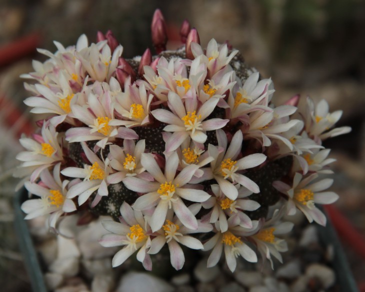 Blossfeldia liliputana