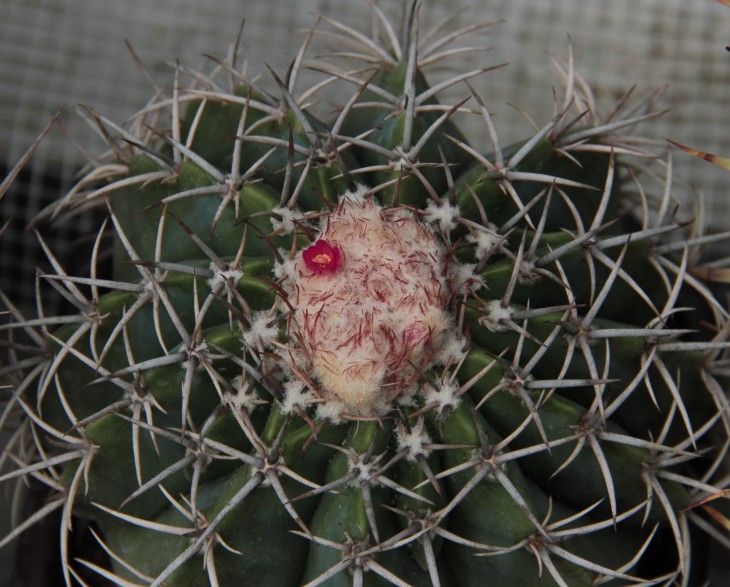 Melocactus matanzanus
