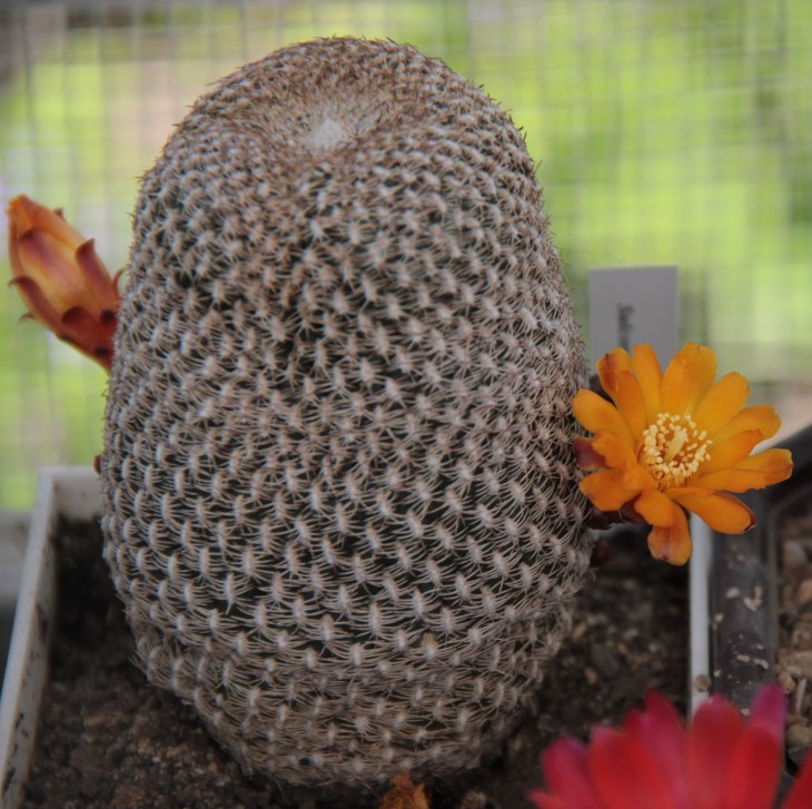 Sulcorebutia arenacea