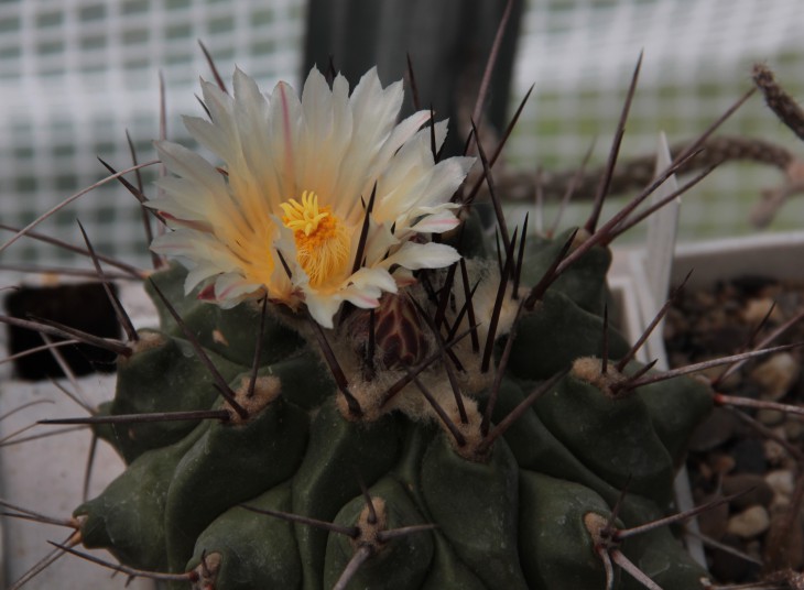 Thelocactus lophothele