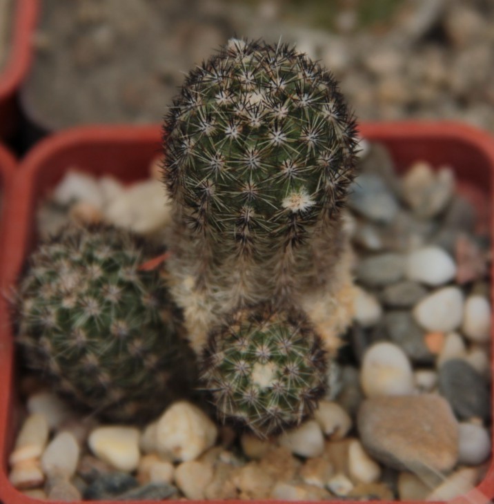 Pygmaeocereus rowleyanus