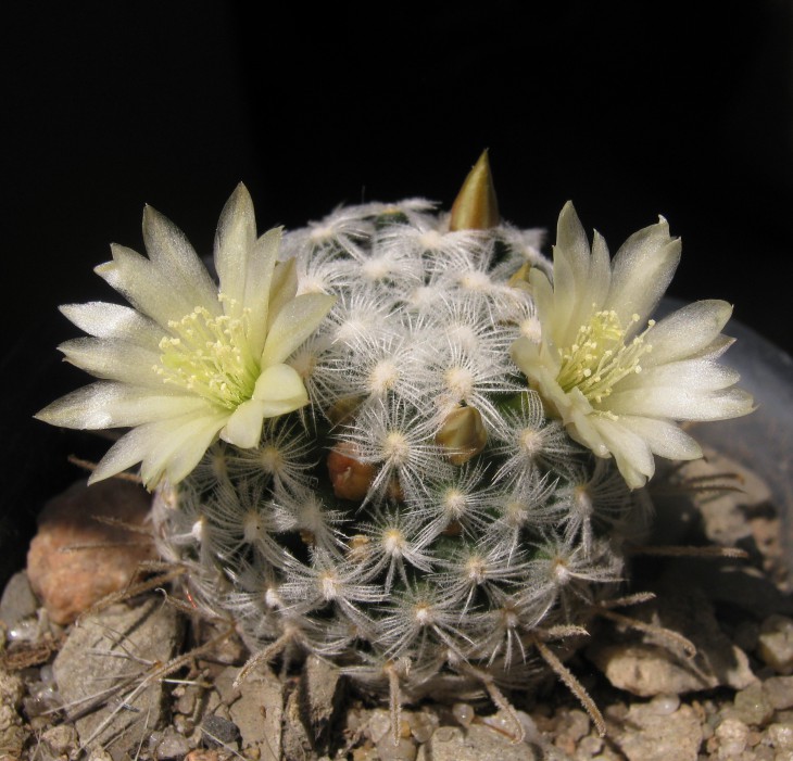 Mammillaria duwei