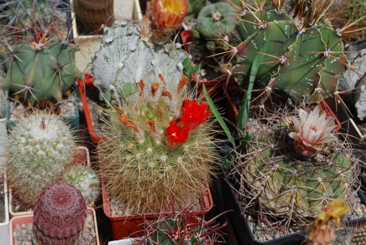 DSC_0920N.jpg