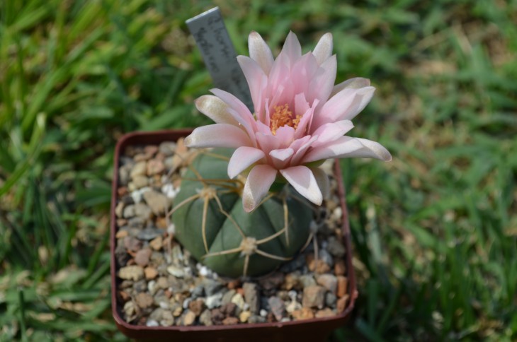 Gymnocalycium horstii v. buenekeri