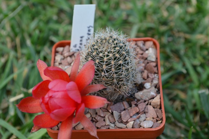 Lobivia Schieleana