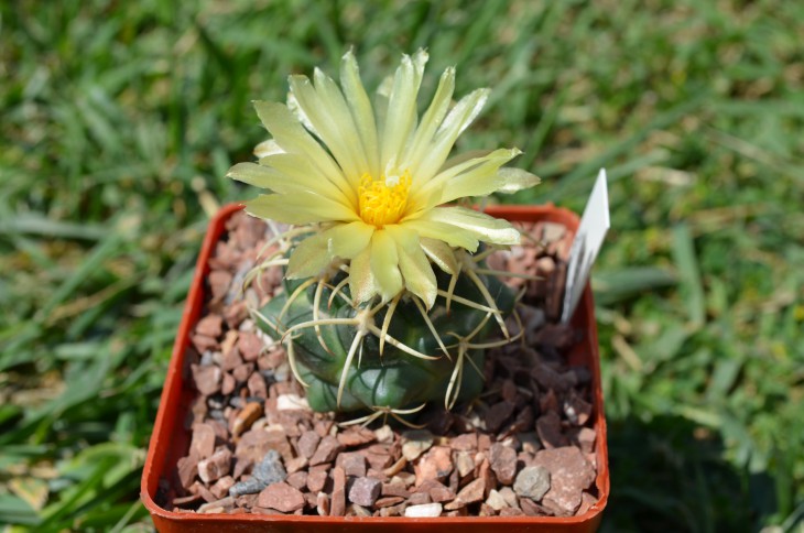Coryphantha recurvata