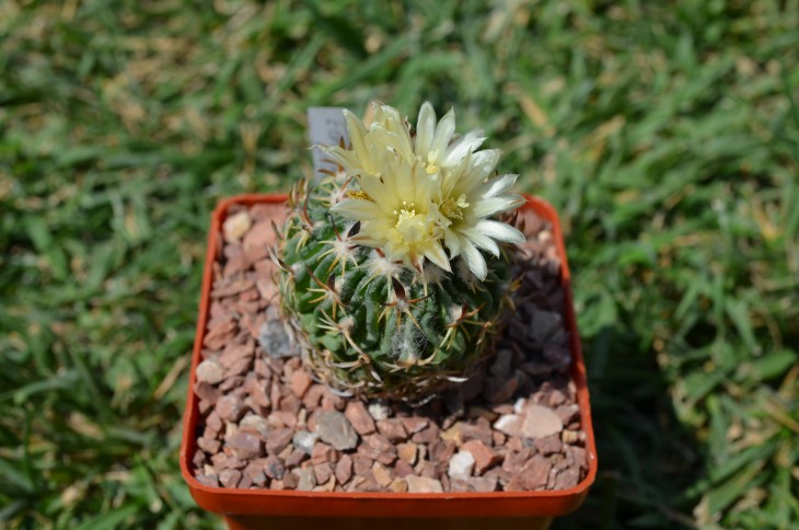 Stenocactus anfractuosus