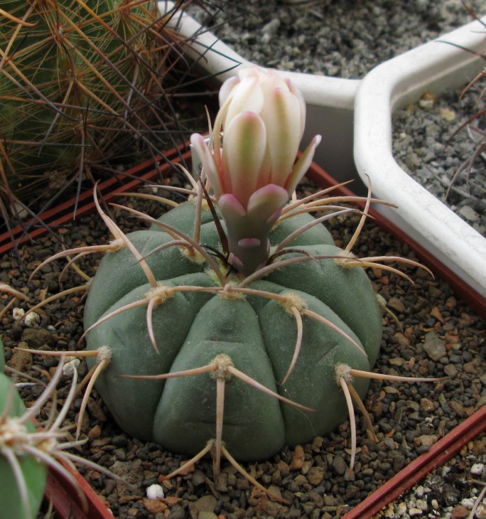 Gymnocalycium bayrianum P 399..jpg