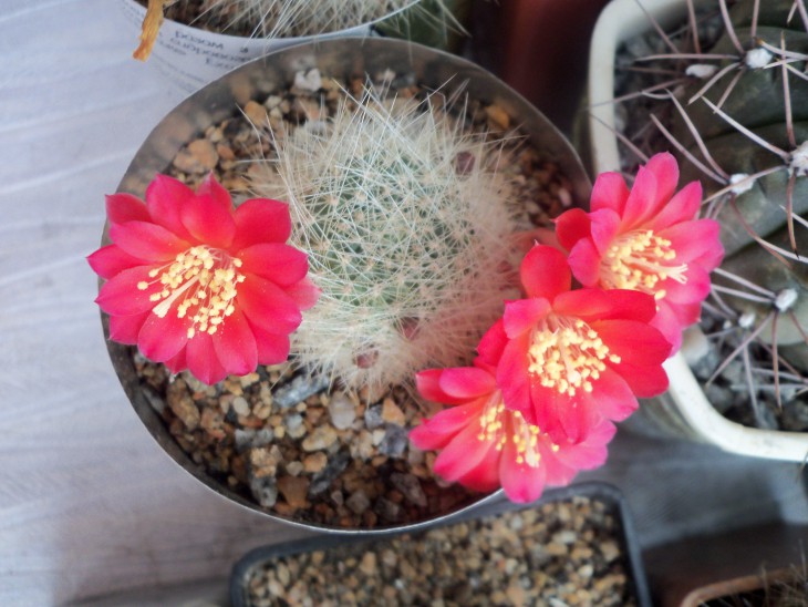 Rebutia senile2.JPG