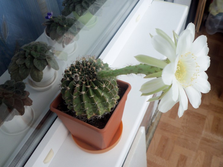 Echinopsis obrepanda1.JPG