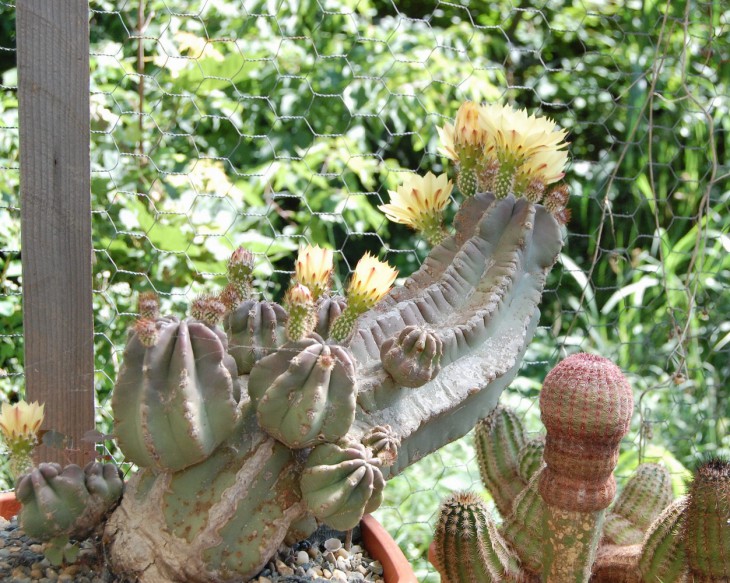 Echinocereus subinermis