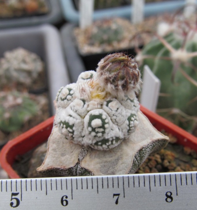 Аstrophytum cv....
