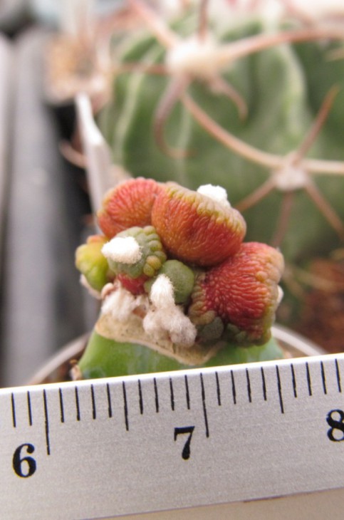 Astrophytum cv. LIZARD SKIN